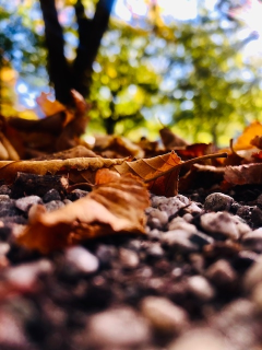 Autumn_days_in_locked-down_Arrowtown.png