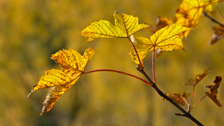 Autumn_in_full_colour.png