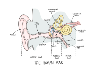 Blocked_ears_It_could_be_eustachian_tube_dysfunction.png