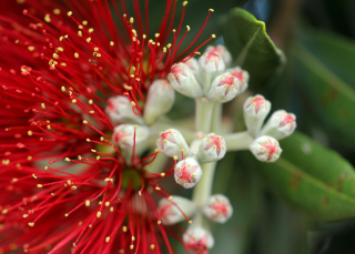 Its_blooming_Christmas.png