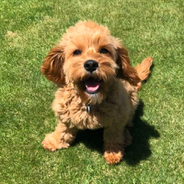 Maisie_is_learning_to_be_a_Hearing_Dog.png