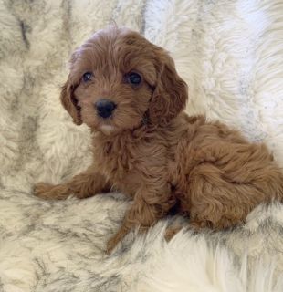 Meet_Holly_the_cavoodle.png